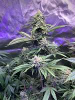 Queen of Soul archive 3