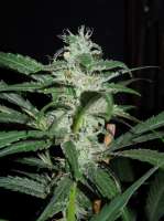 Rosetta Stone: strain page photo, credit seedfinder.eu, copyright status shown with credit copyright unverified