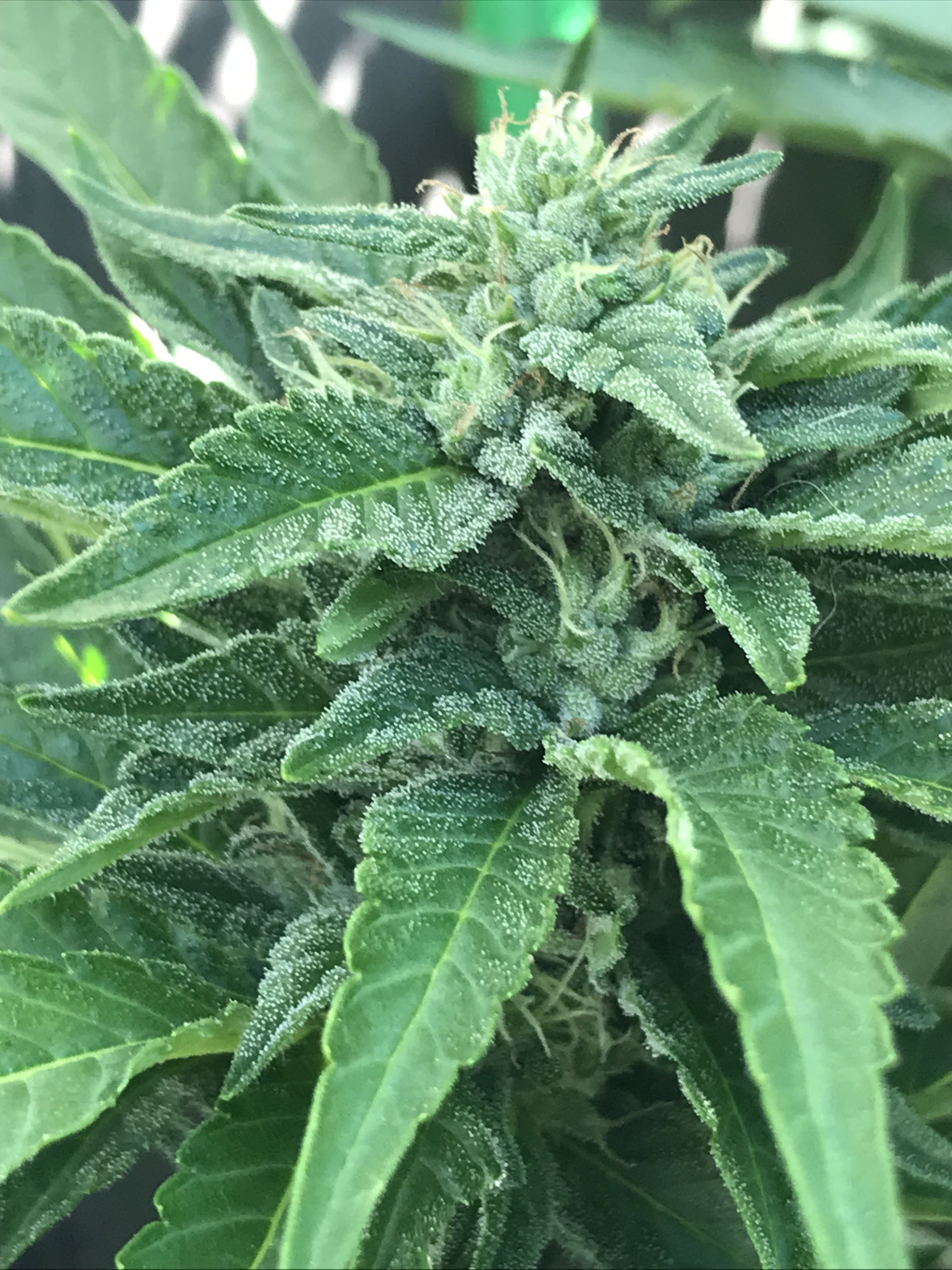 Airborne G-13 flowering cannabis, as labeled by the cited photo source