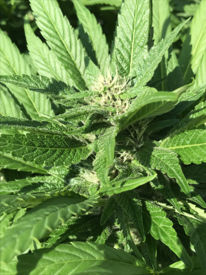An image of Bubbles Blueberry