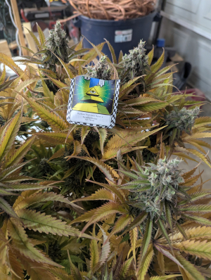 An image of Durban Thai Jack Herer x Rosetta Stone