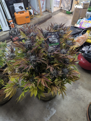 An image of Grimm Glue BX