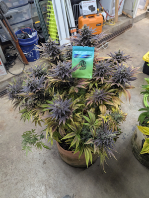 An image of Northern Lights x Cinderella 99