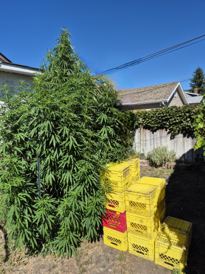 An image of Rickys Hash Plant