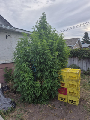 An image of Rickys Hash Plant