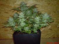 White Dwarf archive 2