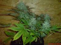 White Dwarf archive 3