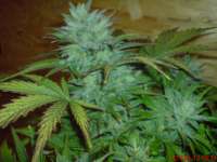 White Dwarf archive 4