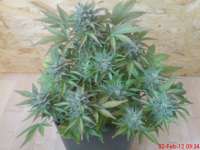 White Dwarf archive 1