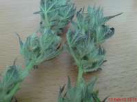Image #13021206821267491