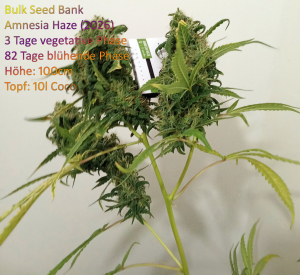 An image of Amnesia Haze