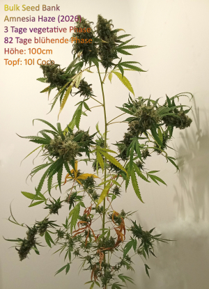 An image of Amnesia Haze