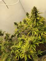 Auto Blueberry Berry archive 2