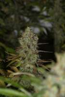 Auto Bubblegum Extra archive 2