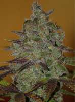 Auto Bubblegum Extra archive 1