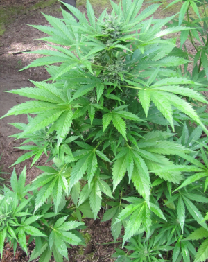 Auto Dubai Poison archive 1