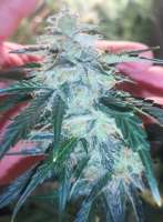 An image of Auto Guerilla Glue
