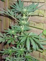 Auto NY Diesel archive 1