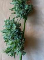 An image of Blueberry Berry