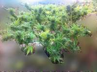 Critical Mass: strain page photo, credit seedfinder.eu, copyright status shown with credit copyright unverified