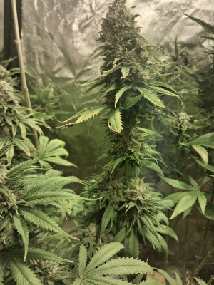 An image of Dubai Poison