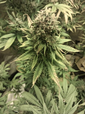 An image of Dubai Poison