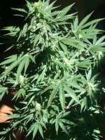 An image of AK 47