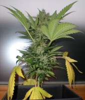 AK-47: strain page photo, credit seedfinder.eu, copyright status shown with credit copyright unverified