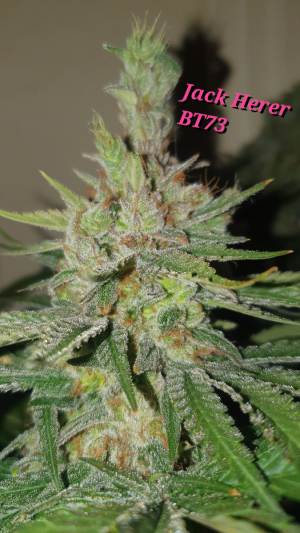 Jack Herer: strain page photo, credit seedfinder.eu, copyright status shown with credit copyright unverified