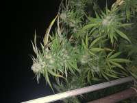 LSD: strain page photo, credit seedfinder.eu, copyright status shown with credit copyright unverified