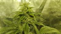 An image of Fire OG Kush