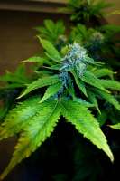 An image of Fire OG Kush