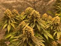Key Lime Pie: strain page photo, credit seedfinder.eu, copyright status shown with credit copyright unverified
