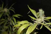 An image of CBD Mango Haze