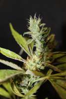 An image of CBD Mango Haze