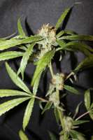 An image of CBD Mango Haze