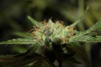 An image of CBD Mango Haze
