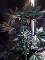 An image of CBD Skunk Haze