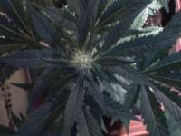 An image of CBD Skunk Haze