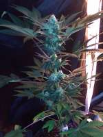 An image of CBD Skunk Haze