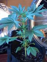 An image of CBD Skunk Haze