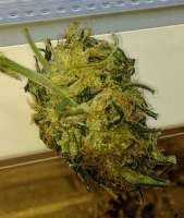An image of CBD Therapy