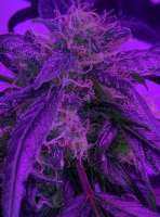 An image of CBD Therapy