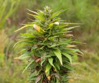 An image of Critical Mass 33