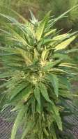An image of Critical Mass 33