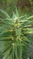 An image of Critical Mass 33