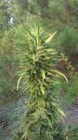 An image of Critical Mass 33