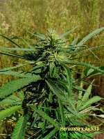 An image of Herijuana Jack 33