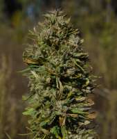 An image of Herijuana Jack 33