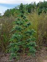 An image of Herijuana Jack 33